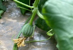 小时候吃的网红瓜